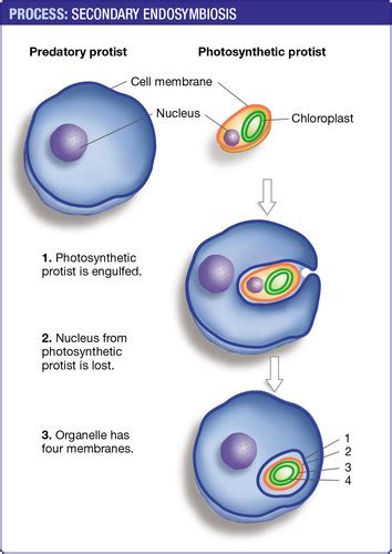 Chapter 27 Exam 3 Organismal Biology Flashcards Quizlet