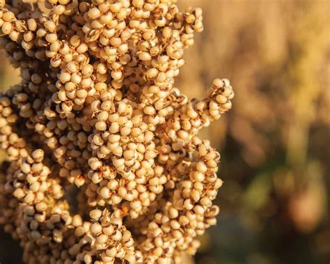 Sorghum Facts National Sorghum Producers