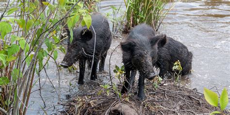 Ontarios Pig Problem Invasive Wild Boar Sightings In Ontario