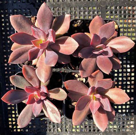 Echeveria Purple Princess Rnt Succulents