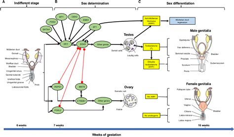 The Laboratory In The Multidisciplinary Diagnosis Of Differences Or Disorders Of Sex Development