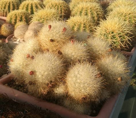 Mammillaria Senilis Accestita Il Fiore Tra Le Spine