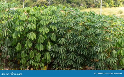 Planting Cassava These Are Cassava Leaves That Were Photographed Up