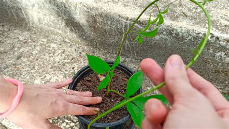 Como Cuidar Una Ipomoea En Sencillos Pasos Te Sorprender S Homify