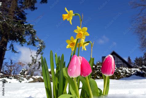 Blumen Schnee Fr Hling Osterglocke Stock Foto Adobe Stock