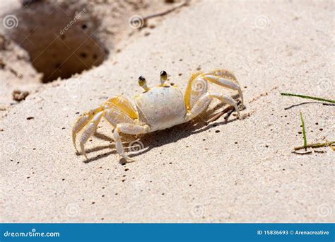 Tropical Crab Stock Image Image Of Island Culebra Close 15836693