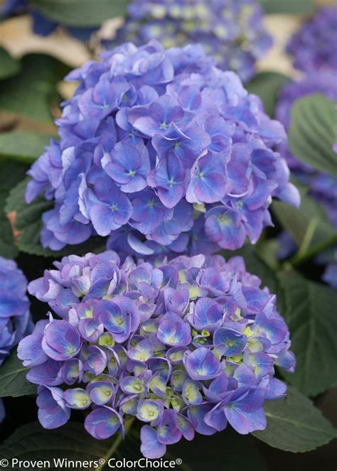 Hydrangea Macrophylla Cityline Rio Small To Medium Sized Early