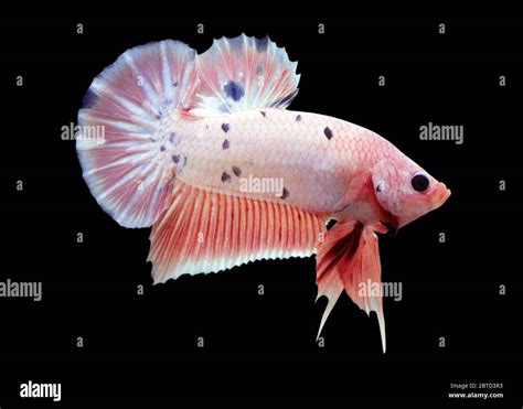 Betta Pink Marble Dot Halfmoon Plakat Hmpk Male Or Plakat Fighting Fish