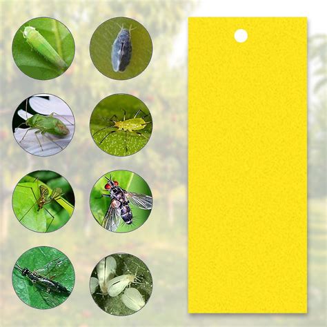 Trampas Pegajosas Para Mosquitos De Hongos De Insectos De Plantas