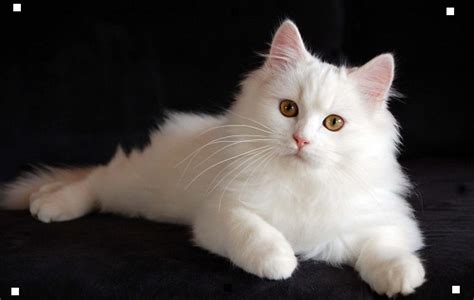 Persian Cat Breed Information Shirazi Cats