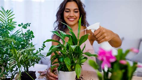 Arrosage Des Plantes Pendant Les Vacances Voici L Astuce Pour Garder