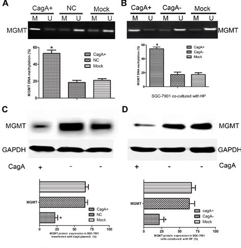 Figure From Helicobacter Pylori Caga Induces Tumor Suppressor Gene