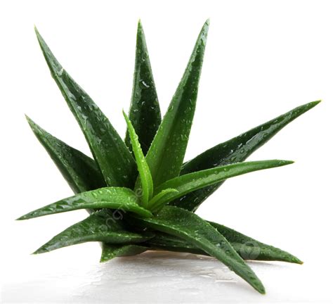 Fundo Planta De Aloe Vera Isolada Em Branco Botânica Cura Saúde Foto E