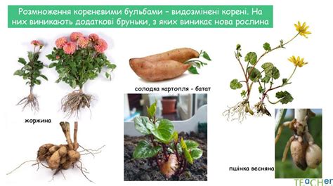 Вегетативне розмноження рослин - online presentation