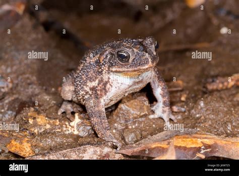 Sapo Seco Fotografías E Imágenes De Alta Resolución Alamy