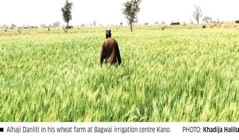 Wheat Farmers Expect Bumper Yield As Harvest Begins Daily Trust