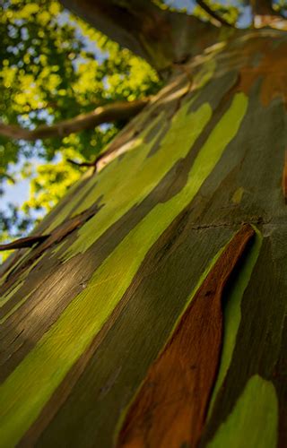 Eucalipto Arco Ris Uma Obra De Arte Da Floresta