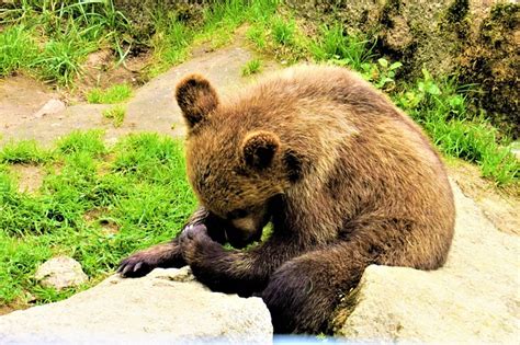 Bear Cub Puppy - Free photo on Pixabay - Pixabay