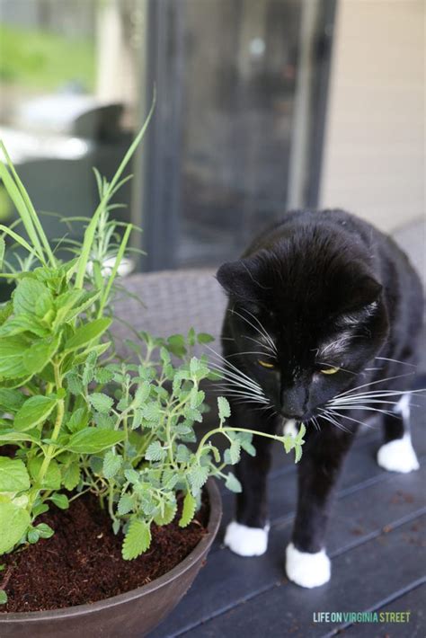 DIY Cat Herb Garden - Life On Virginia Street