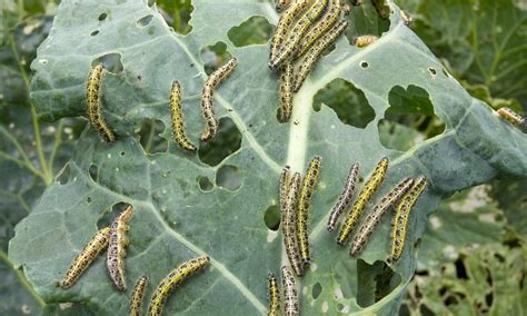 How To Get Rid Of Cabbage Worms And Moths Homestead Acres