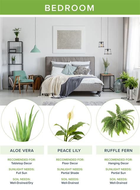 Best Floor Plants For Bedroom at Elizabeth Kidd blog