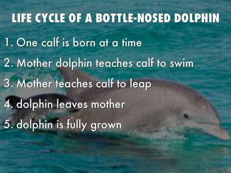 dolphin life cycle stages - Otto Vance