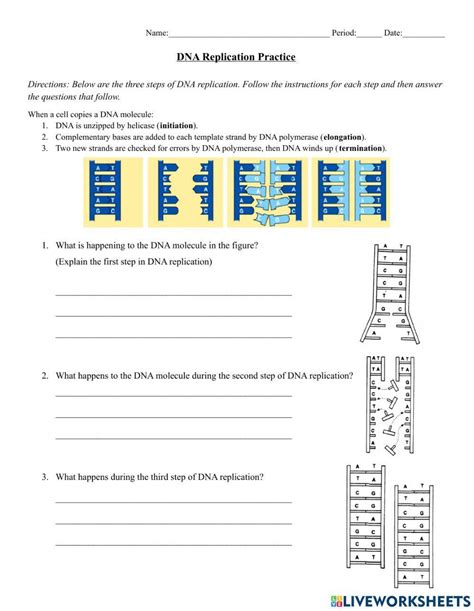 Dna Replication Practice Worksheet Fill Online Printable Worksheets Library