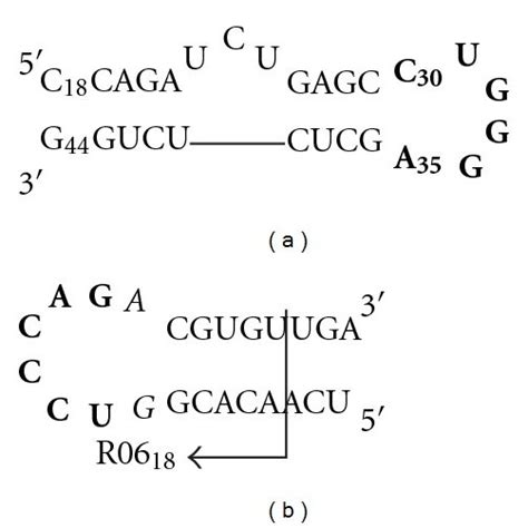 Sequence And Secondary Structure Of A Hiv Mini Tar Rna B R