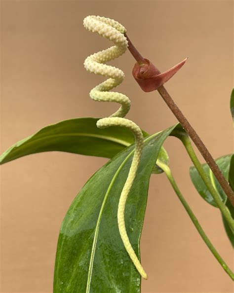 Anthurium Wendlingerii M1 Plantae Orchids And Rare Plants