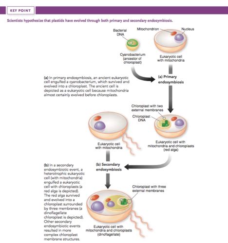 Bio 240 Chapter 26 Protists Flashcards Quizlet