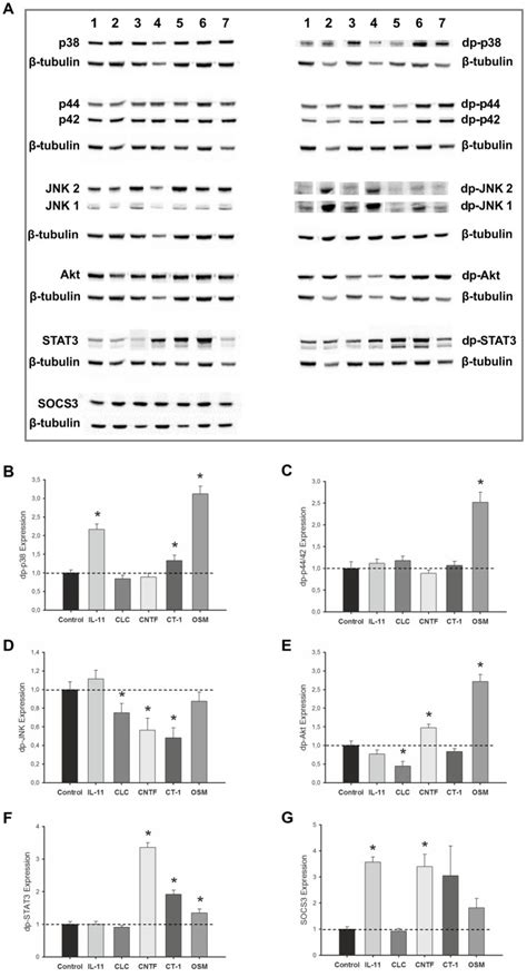 A Western Blot Analysis Of P38 P44 42 JNK1 2 AKT STAT3 And SOCS3