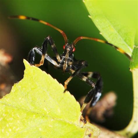 Nymph Acanthocephala Terminalis BugGuide Net