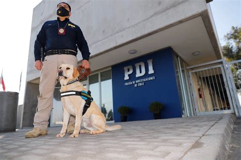 Termina Proceso De Admisión Para Formación De Asistentes Policiales En La Pdi David Noticias