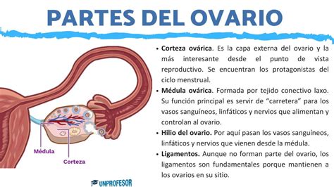 Las 4 Partes Del Ovario De La Mujer Con Imágenes