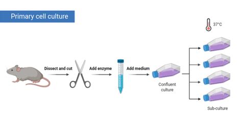 The Most Common Primary Cells Used In Research Facellitate