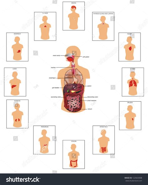 Human Anatomy Huge Collection Of Human Organs Illustration Detailed