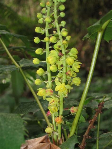 Oregon Grape — Elise Krohn Wild Foods And Medicines