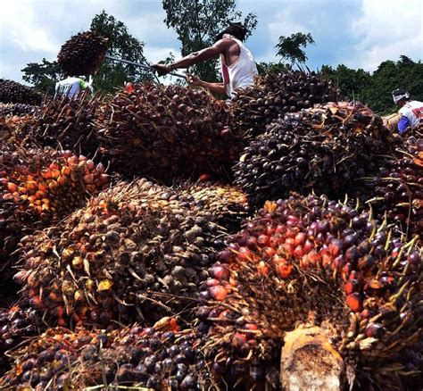 Jelang Nataru Harga Tbs Kelapa Sawit Di Jambi Kembali Turun Berikut