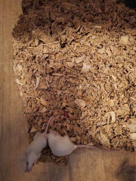 My mouse named Sleepy will need a new name. Just found babies while