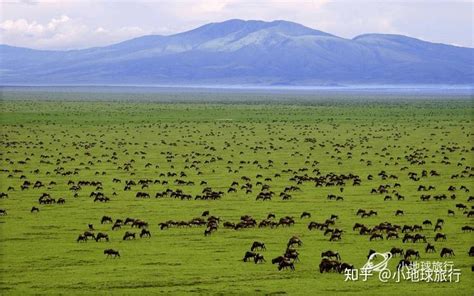 坦桑尼亚国家公园，塞伦盖蒂国家公园serengeti National Park坦桑safari攻略 知乎