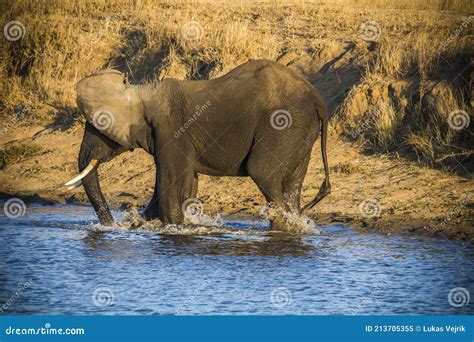 African Elephant Bulls Loxodonta Africana In Water In South Africa S