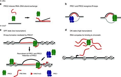 Model For The Role Of R Loop Formation Driven By Prc In Pcg Gene