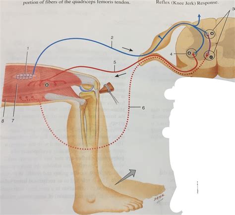 the patellar reflex Diagram | Quizlet