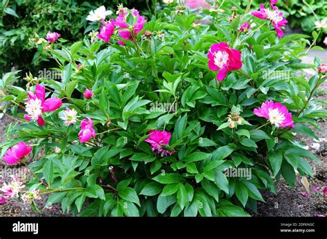 Close Up Paeonia Lactiflora Hi Res Stock Photography And Images Alamy