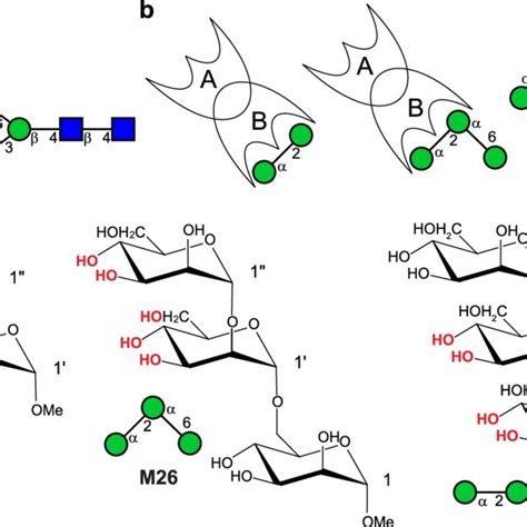 A Schematic Representation Of Mannose 9 Man 9 With Mannose And