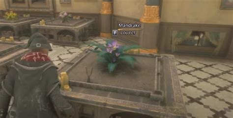 Hogwarts Legacy Mandrake Seeds [Locations + Utility] - VeryAli Gaming