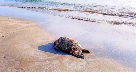 TORTUGA MARINA HALLADA MUERTA EN PLAYA MARTÍ