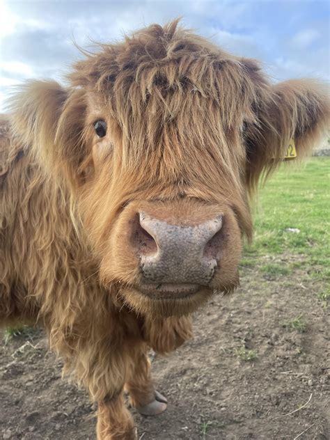 Highland Cows : r/Scotland