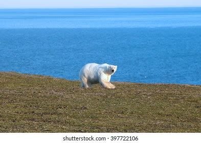 Arctic Host Images Stock Photos Vectors Shutterstock