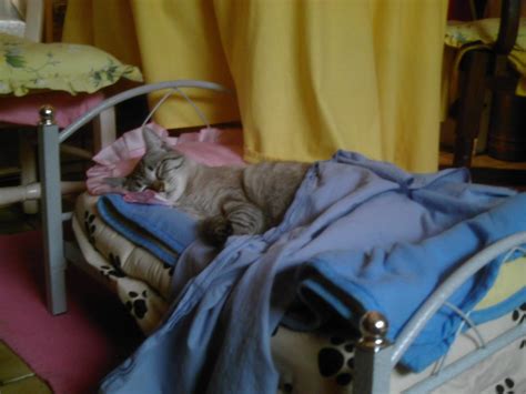 Pussy Dans Son Petit Lit